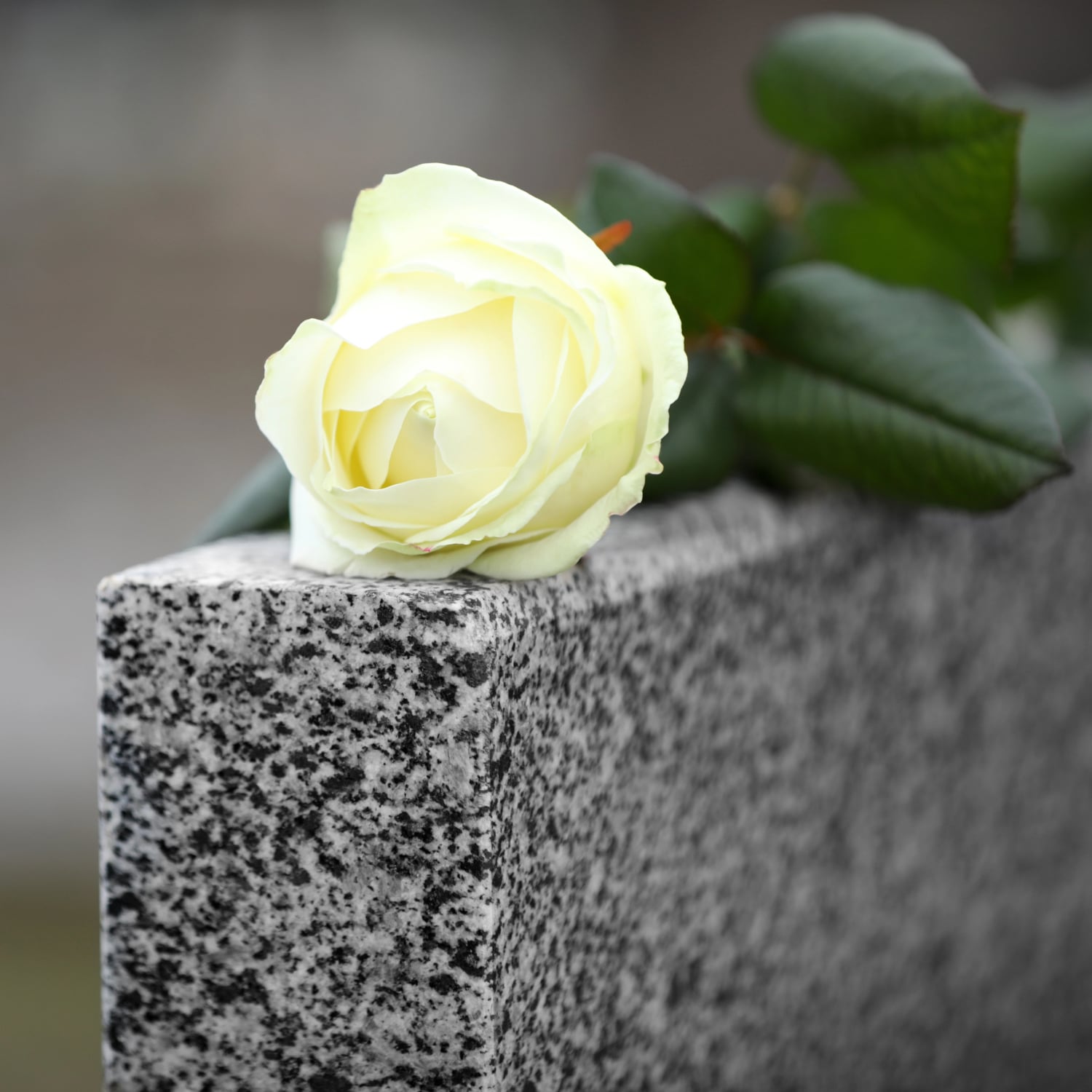 Valkoinen ruusu hautakiven paalla.