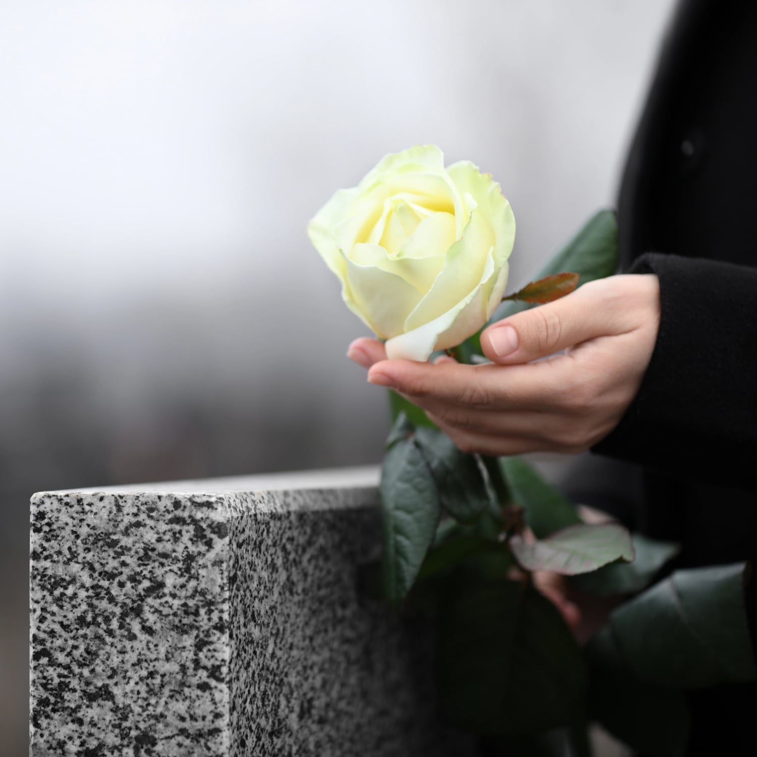 Valkoiset lilja hautakiven paalla.